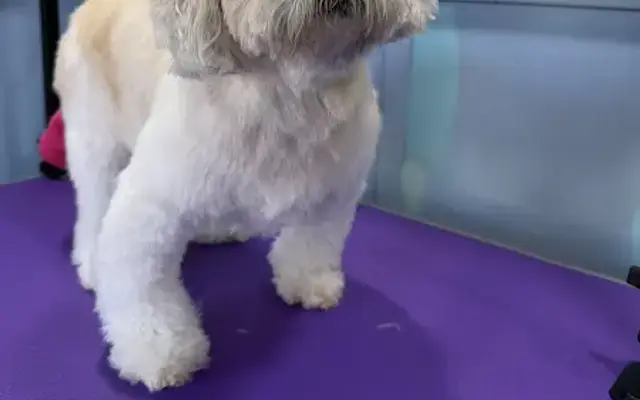Pup-Tastic Grooming, LLC in Morning View, KY