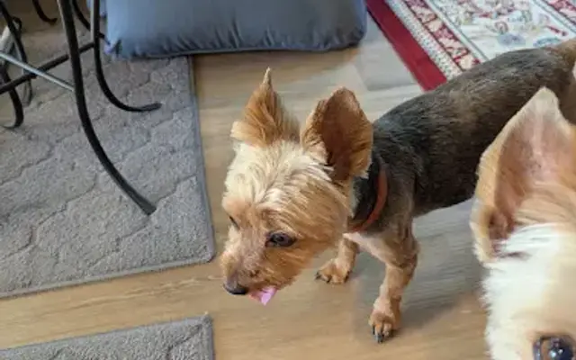 Pawsitively Perfect Grooming by Holly in Sweetwater, TN