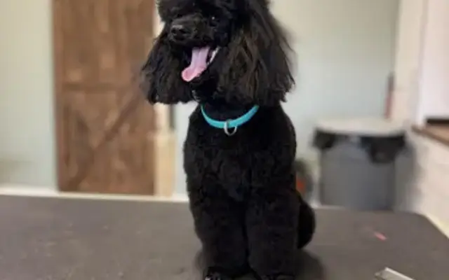 Pet Clips Professional Grooming Salon, LLC in St Bonifacius, MN