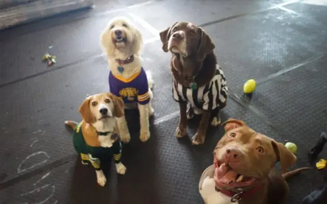 Waggin' Tails Doggie Daycare in Menomonie, WI