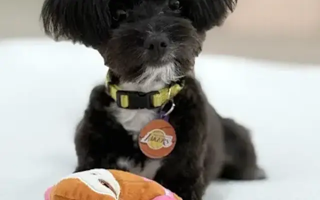 Pet Lovers Dog Grooming in La Habra, CA
