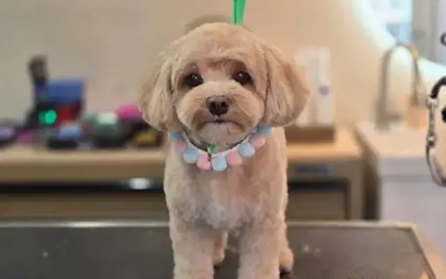 Cozy Pups Grooming in Chantilly, VA
