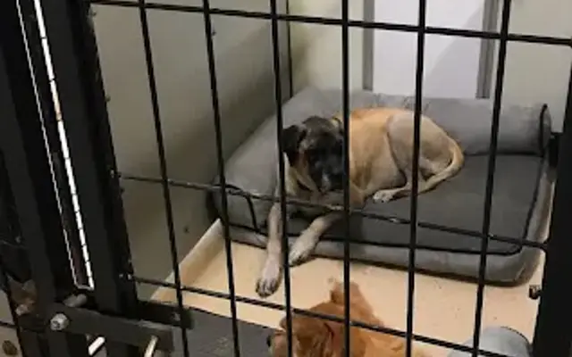 Premier Boarding Kennel in Marengo, OH