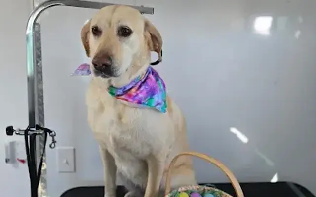 Le Paw Spa Mobile Dog Grooming in Fontana, CA