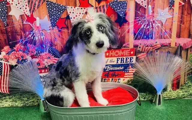 Pawfect Pooch in Ardmore, OK