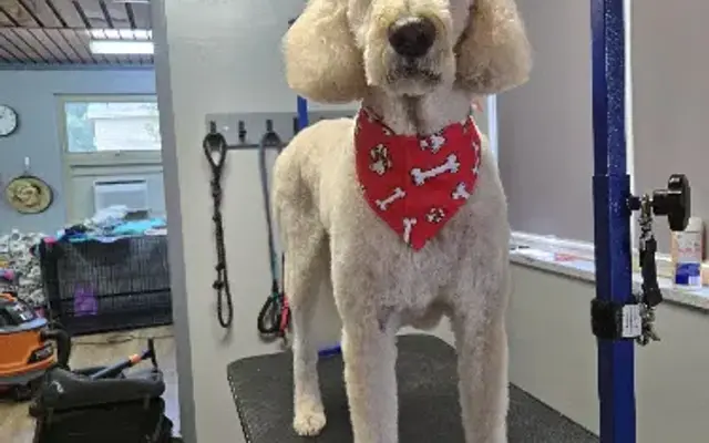 Gray Paws Compassionate Grooming LLC in West Mifflin, PA