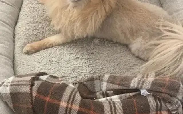 Alum Rock Grooming in San Jose, CA