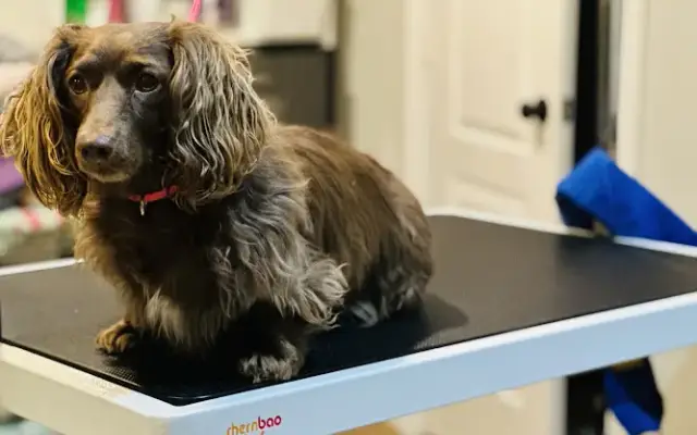 LovePaws Pet Grooming and Home Sitting Services, LLC in Germantown, MD