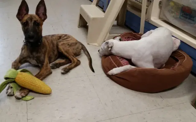 Tender Loving Care Pet Salon in El Cajon, CA
