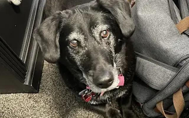 Hawthorne Park Animal Care Center in Bloomington, IL
