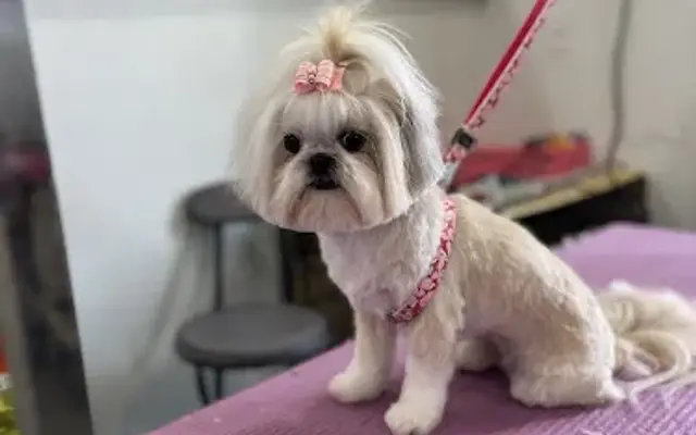 Puplux Grooming in Anna, TX