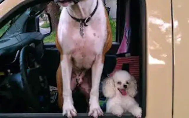 Judy's Groomobile in Pinellas Park, FL