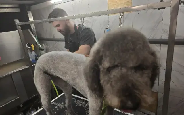 ! A dog groomer in Ormond Beach, FL