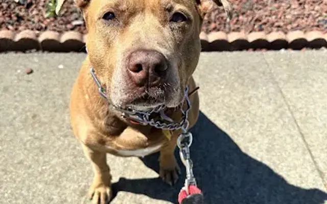 Pawtastic Pet Services in Vallejo, CA