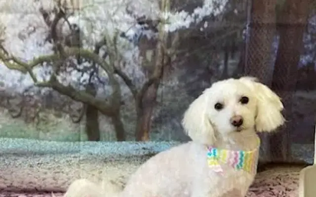 The Groom Room Pet Spa - Delray Pet Grooming in Delray Beach, FL