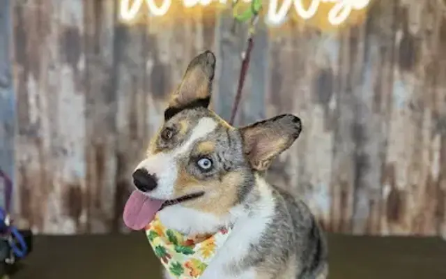 Western Wags Dog Grooming LLC. in Mitchell, IN