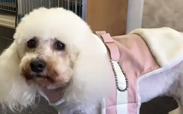 A Plus Pet Grooming at Bark Avenue in Redwood City, CA