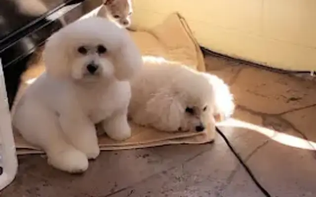 Barking Beauty Parlor in Ashland, OR