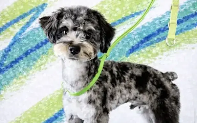 Doggo Mobile Grooming in Gray, TN