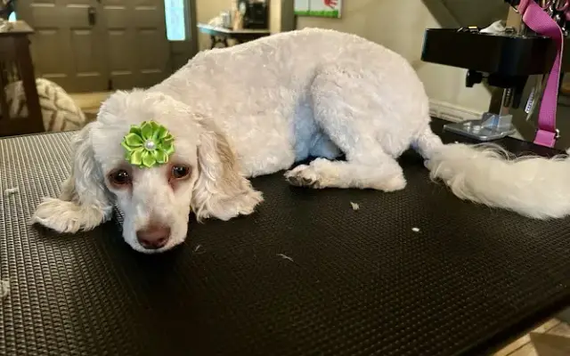 Pawsitively Magic Grooming in Northport, AL