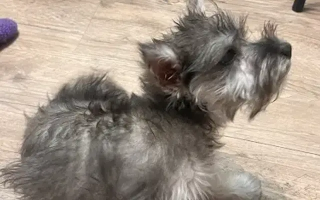 PetSmart Grooming in Euless, TX