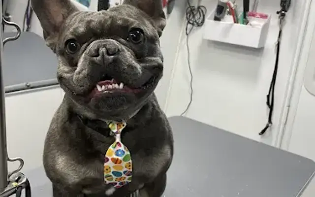Nails to Tails Mobile Pet Grooming in Dublin, CA