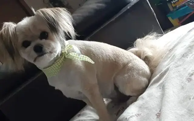 A J's Bark Ave Pet Grooming in Princeton, MN