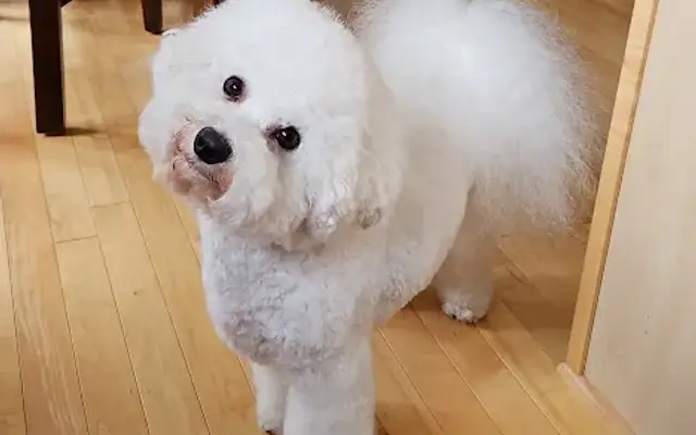Heights Kennels Dog Grooming in Stillwater, MN