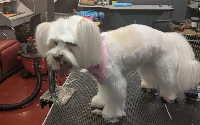 Grooming Works in Mountain View, CA