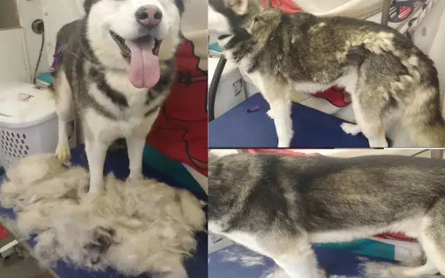 Trusted Tails Mobile Bath & Nails in Oak Ridge, TN