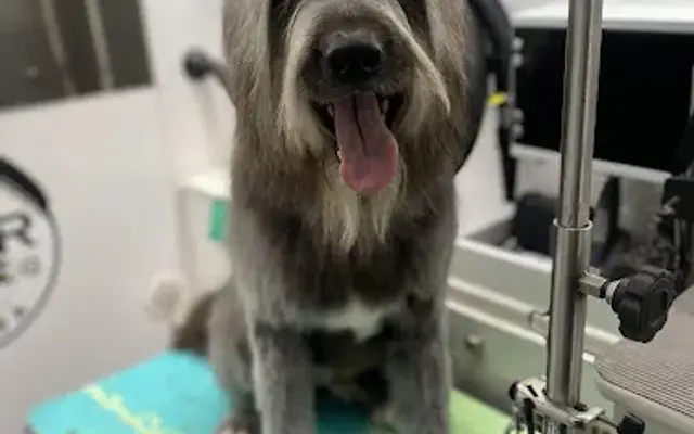 Hair Of The Dog Pet Spa in San Jose, CA