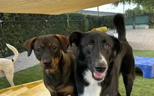 Dog Days - Florida in Palm Beach Gardens, FL