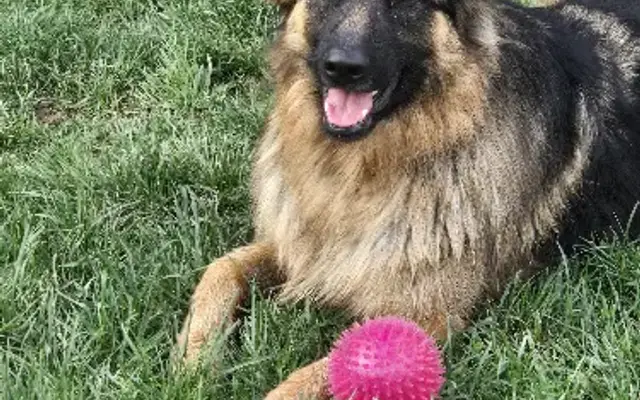 PetSmart Grooming in Florence, KY
