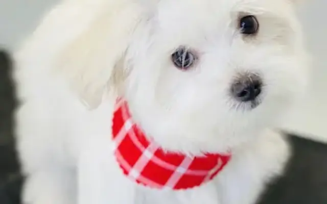 It’s A Ruff Life Mobile Pet Grooming in Thousand Oaks, CA