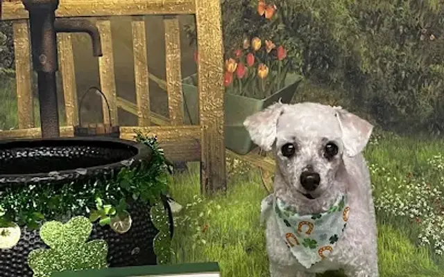 Shanna's Blessed Paws Grooming in West Point, GA