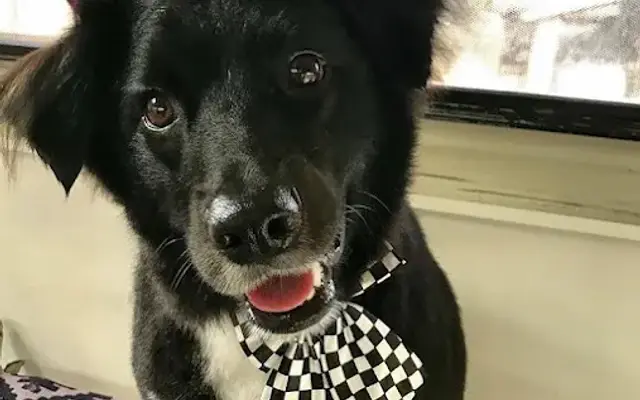 Paws & Relax Mobile Grooming in Santa Clarita, CA