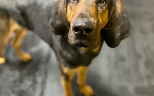 Central Bark Slinger in Slinger, WI