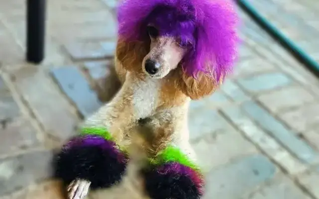 Rainbow PawsAbilities in Leander, TX