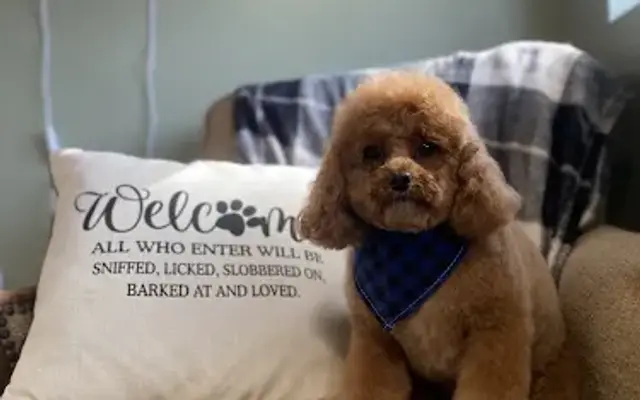 Barks ‘n Bubbles Grooming Salon in Jackson, MI
