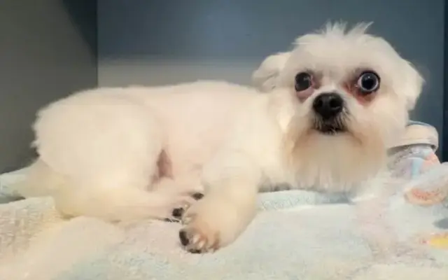 Brits Scruffy To Fluffy in Thomasville, GA