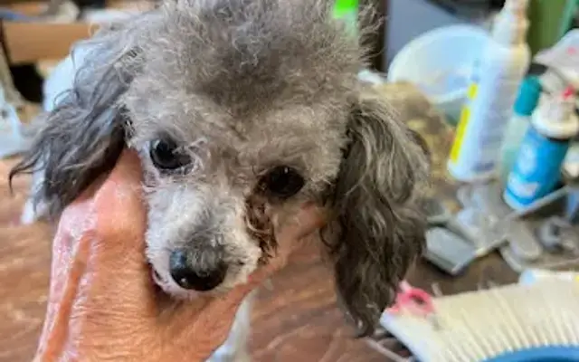 Helen's Dog Grooming & Supplies in Lufkin, TX
