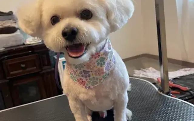 Happy Dog at Home Grooming LLC in Springfield, MA