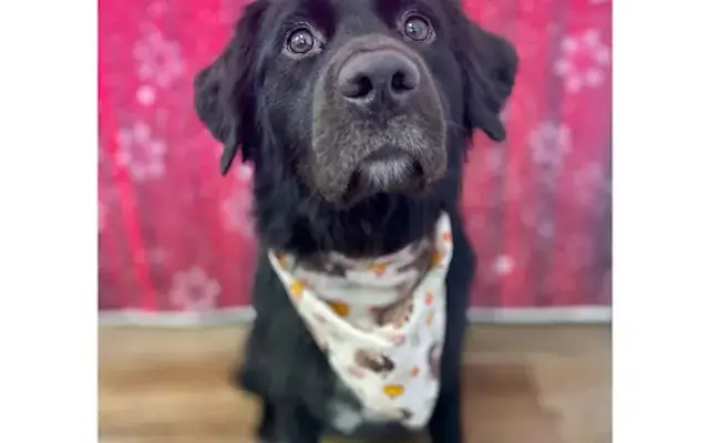 Jaime's Grooming in Brighton, MI