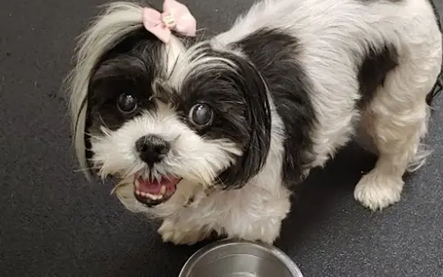 Mebane Pet Clinic in Mebane, NC