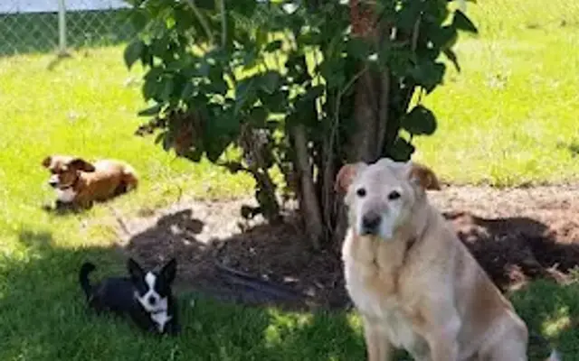 Auntie Sara's Pampered Pets in Williamson, NY