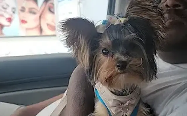 Pet Bathing & Boarding in Perth Amboy, NJ