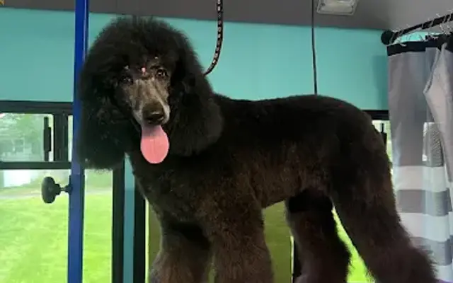 The Punky Poodle in East Northport, NY