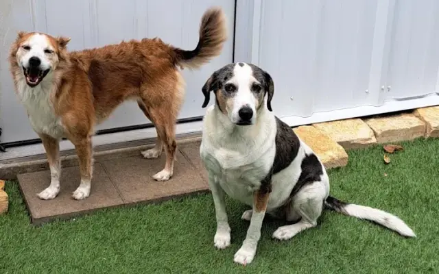 Paw Print Pet Resort in Pipe Creek, TX