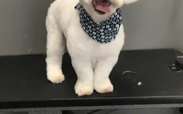Sharis Grooming LLC in Chaska, MN