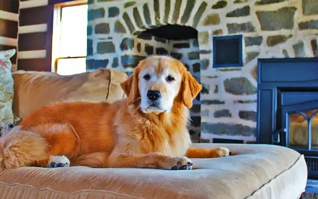 Hill Crest Canine Country Club in Catawissa, PA